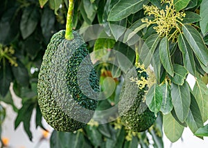 Ripe avocado fruit on an avocado tree on a sunny summer day