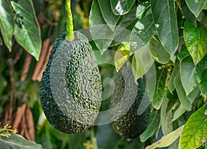 Ripe avocado fruit on an avocado tree on a sunny summer day