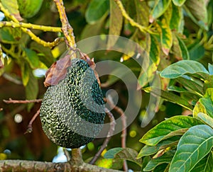 Ripe avocado fruits on the branches of an avocado tree