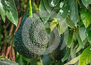 Ripe avocado fruits on the branches of an avocado tree