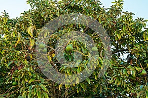 Ripe avocado fruits on the branches of an avocado tree