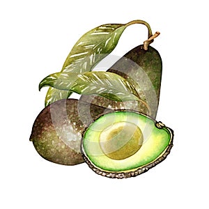 Ripe avocado hass drawing. Green avocado fruits, healthy nutritious natural food and watercolor illustrations of avocado
