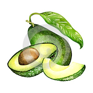 Ripe avocado hass drawing. Green avocado fruits, healthy nutritious natural food and watercolor illustrations of avocado