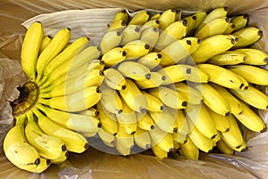 Ripe baby bananas in a box for sale in a market.