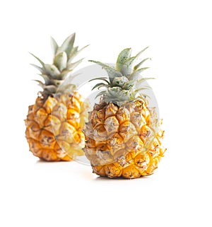 Ripe baby pineapple. Mini pineapple isolated on white background