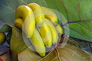 Ripe banana bunch on large leaf