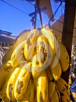 A ripe banana is a one type of fruits.