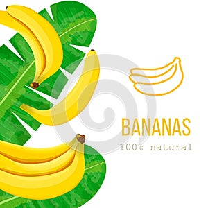 Ripe Bananas and palm leaves with text 100 percent natural. Vertical stripe label. free space.