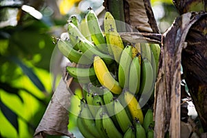 Ripe bananas on the tree photo