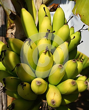 Ripe Bananas on the tree in Tanzania