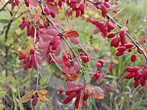 Ripe barberry berries on a branch in autumn