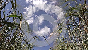 Ripe barley barleycorn plant crop ears move in wind