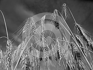 Ripe barley in black and white