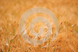 Ripe barley crop field in summer ready for harvesting