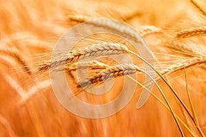 Ripe barley crops in cultivated field