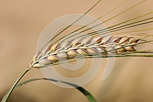 Ripe barley ear on beige field background