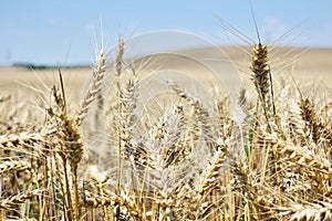 Ripe barley farm in summer