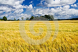 Ripe barley field