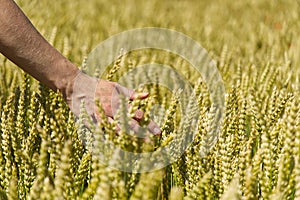 Ripe barley in the field on a hot summer day, Farmer touching his crop with hand in a golden wheat field. Harvesting