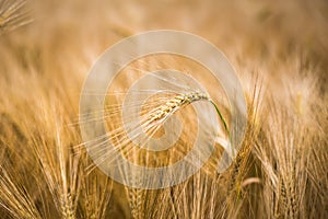 Ripe barley (lat. Hordeum)