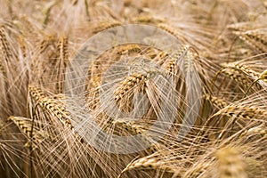 Ripe barley (lat. Hordeum)