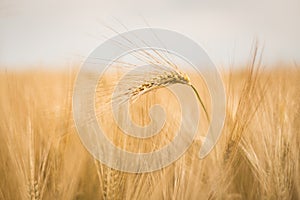 Ripe barley (lat. Hordeum)