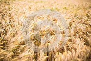 Ripe barley (lat. Hordeum)