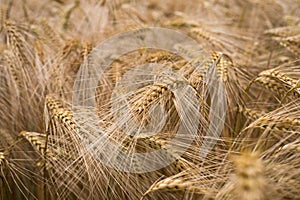 Ripe barley (lat. Hordeum)