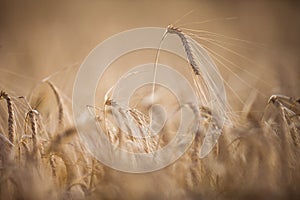 Ripe barley lat. Hordeum on a field