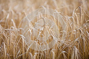 Ripe barley (lat. Hordeum) on a field lit