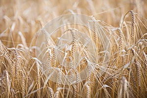 Ripe barley lat. Hordeum on a field