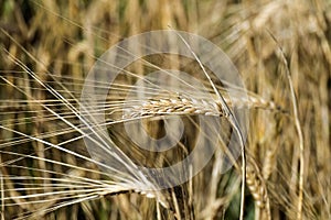 Ripe barley spikelets. Yellow barley spike in the field