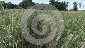 Ripe barleycorn plant crop ears move in wind