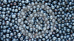 Ripe beautiful bilberries background top view, motion