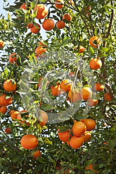 Ripe beautiful tangerines with leaves on a tree branch