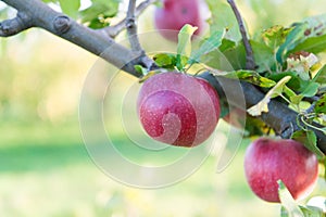 Ripe beauty. Ripe apples dangle on tree. Red apples on branch. Ripe season for fruits. Harvest time. Ready to eat