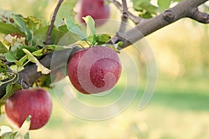 Ripe beauty. Ripe apples dangle on tree. Red apples on branch. Ripe season for fruits. Harvest time. Ready to eat