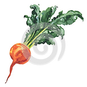 Ripe beetroot with green leaves, fresh whole beet isolated, close-up, organic food, vegetable, hand drawn watercolor