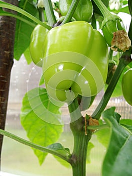 A vegetable family on the branches of a peppeGrowing green pepper. Green pepper plant in greenhouse. Plant of growing green pepper