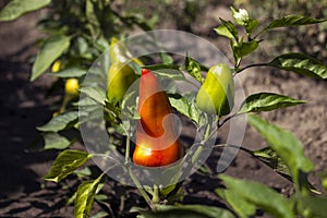 Ripe bell peppers growing in the garden. Orange and green pepper