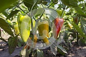 Ripe bell peppers growing in the garden. Orange and green pepper