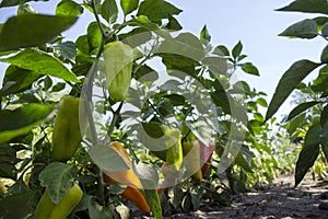 Ripe bell peppers growing in the garden. Orange and green pepper