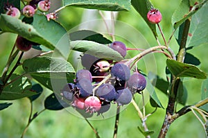 Ripe berries of Amelanchier