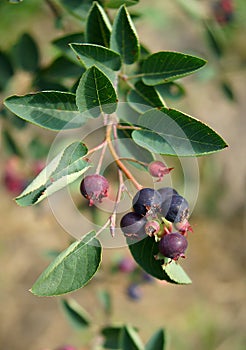 Ripe berries of Amelanchier