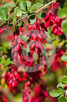 Ripe berries of barberry