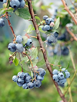 Ripe berries on blueberry bush, selective focus. Fruit clusters. Rich berry harvest, vertical format