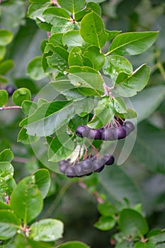 Ripe berries of chokeberry on a branch with green leaves in the garden