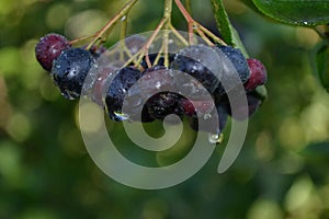Ripe berries and chokeberry flowers