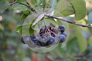 Ripe berries and chokeberry flowers