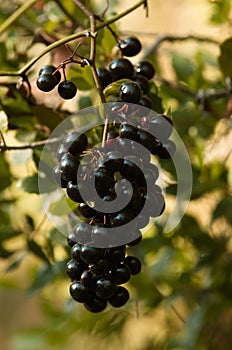 Ripe berries of Common Smilax, aka Rough Bindweed - Smilax aspera